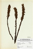 藏品(列當)的圖片